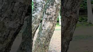 សម្រស់ប្រាសាទបេងមាលានារដូវបុណ្យភ្ជុំបិណ្ឌ
