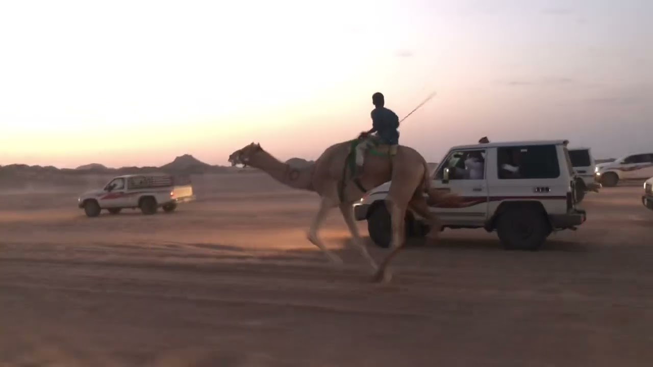 السباق الماراثوني بالسيح شمال الوجه - الذيب للسيد عوده بن عيد الحويطي