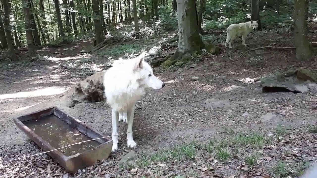 Kasselburg. Adler- und Wolfspark (Wölfe). - YouTube