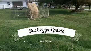 Duck Eggs Update and chores