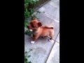 Chihuahua jack Russell my CHICO 2013 !!!