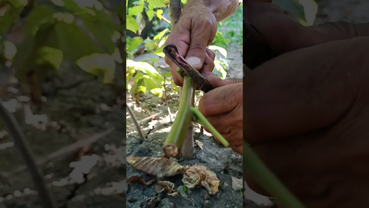 Qoz calağı. Ünvan Qax rayonu.