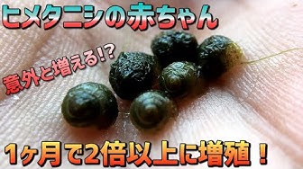 ヒメタニシ Youtube ヒメタニシ Youtube