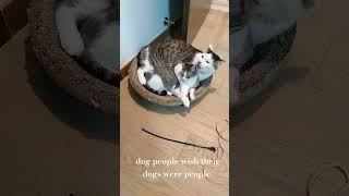 Dog People or Cat People?! ๐๐ค๐ป #cats #cat #petshub #catvideo #kitten Dog People or Cat People?! ๐๐ค๐ป #cats #cat #petshub #catvideo #kitten