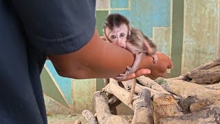 Casper is still not stable enough to walk on logs