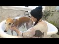 Bunny's First Bath