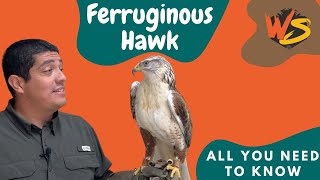 What You Need to Know About the Ferruginous Hawk!