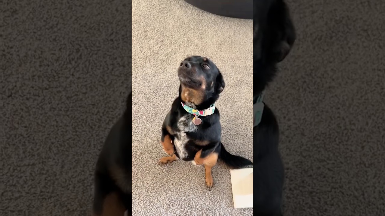 Puppy Court Episode 8