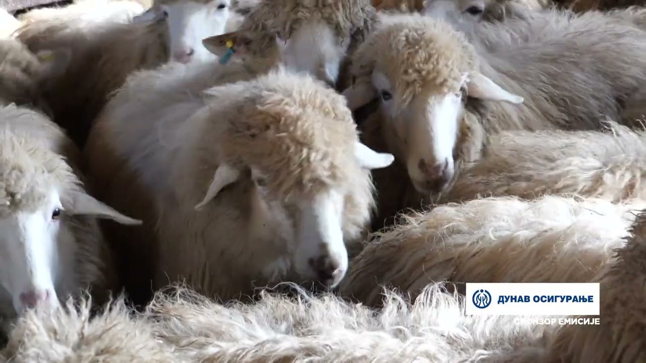 Naša priča ep. 358 12.01.2023. Belanovica, Ljubomir Jovčić, Dušan Mirić, bardoka, moravka