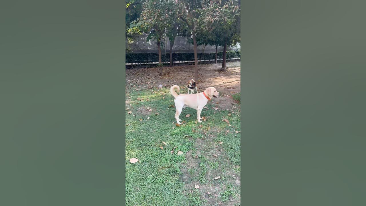 Beagle Dog Vs Labrador dog beagle labrador COCO_BEAGLE minivlogs