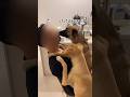 パパと数日ぶりに再会した時の愛犬の反応が可愛い #shorts #れおなな #雑種犬
