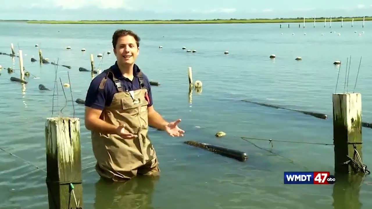 Delaware Oyster Fisherman call for regulator relief