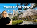 Cherry blossom at kyunghee university in seoul 