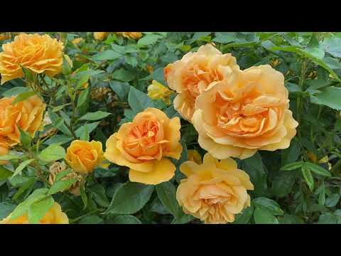 Vlog 128 - Какие Английские розы посадить, шокирующие новости о коронной прививке, ботанический сад