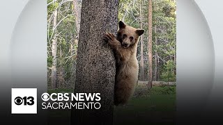 Fish and Wildlife said South Lake Tahoe homeowner shot bear in self-defense