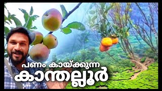 കാന്തല്ലൂരിലെ പണം കായ്ക്കുന്ന മരങ്ങൾ..!! | tourist place in munnar | Kanthalloor