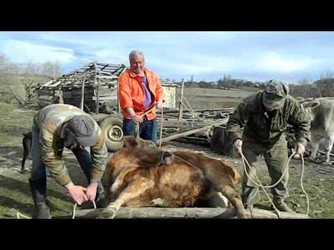 რეკლამა  ტელეკომპანია ტფა ჩვენი საქართველოს ტრადიცია