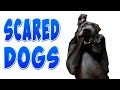 Funny scared dogs  funny dogs compilation