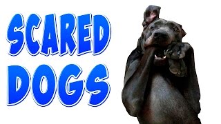 Funny Scared Dogs  Funny Dogs Compilation