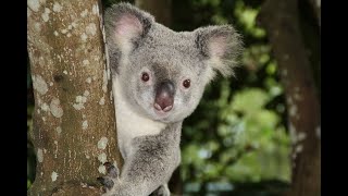 The Adorable Koalas: Nature's Eucalyptus-Loving Marvels | DPL by Dr Pets Lover 338 views 11 months ago 5 minutes, 11 seconds