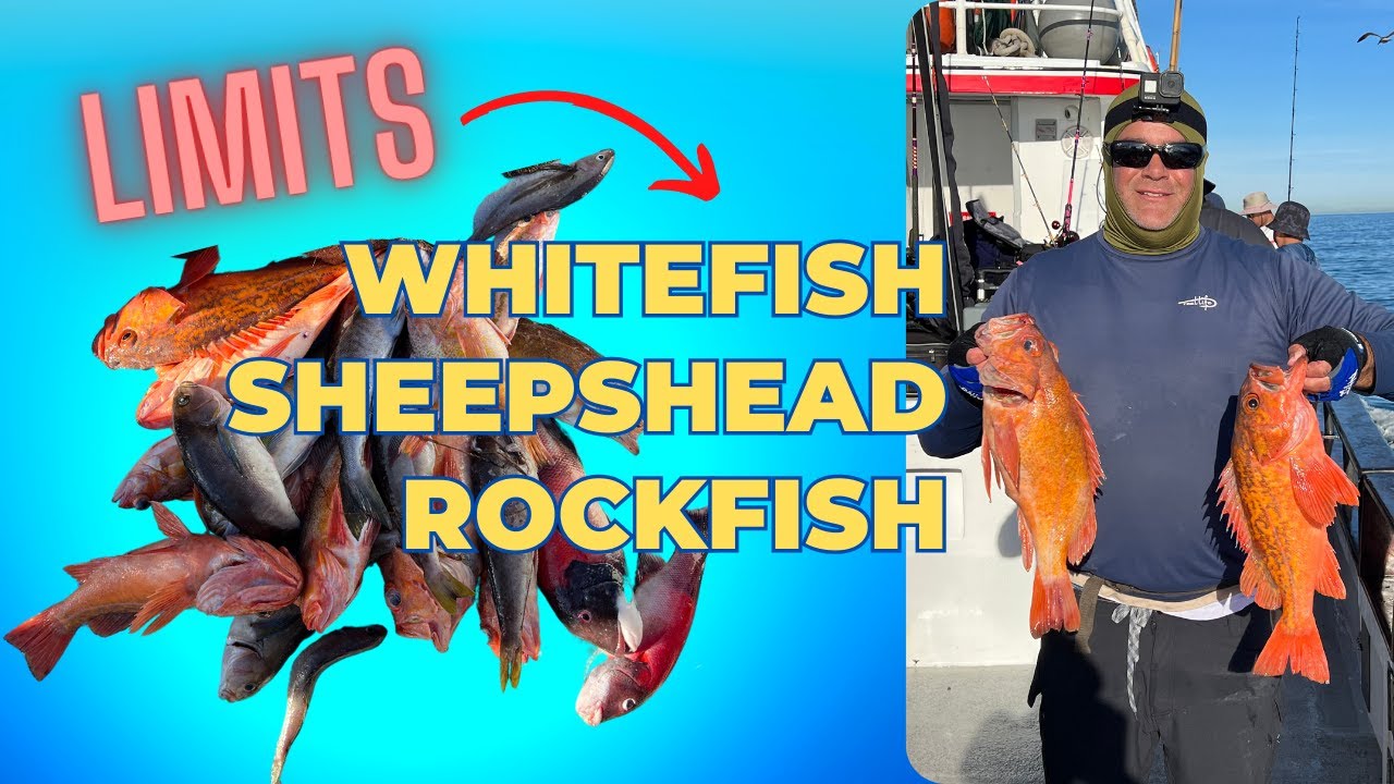 Triple Limits of Whitefish, Sheepshead & Rockfish at San Clemente