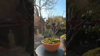 Multi Trunk Japanese Maple Bonsai