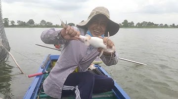 Tập 7: khi cá cóc, cá lăng ăn thức ăn thứ gì chịu cho nổi!