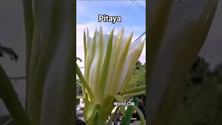 Como plantar Pitaya Dicas de cultivo #shorts