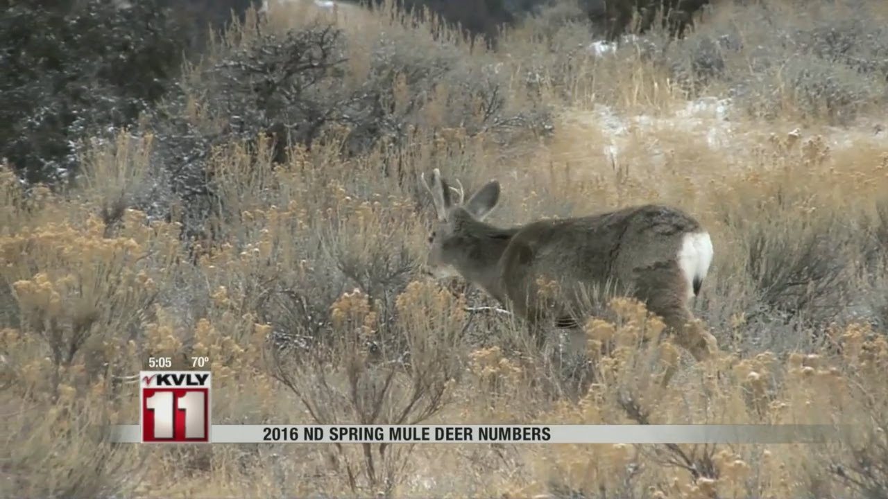 Mule Deer Population YouTube