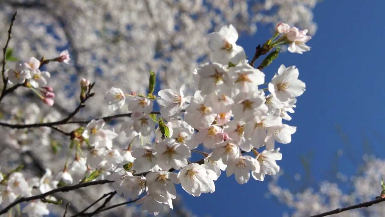 中止 赤城南面千本桜 群馬 21年桜祭り 夜桜ライトアップ 見頃情報 Amatavi