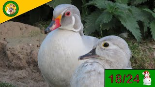 Le Canard Carolin Argenté