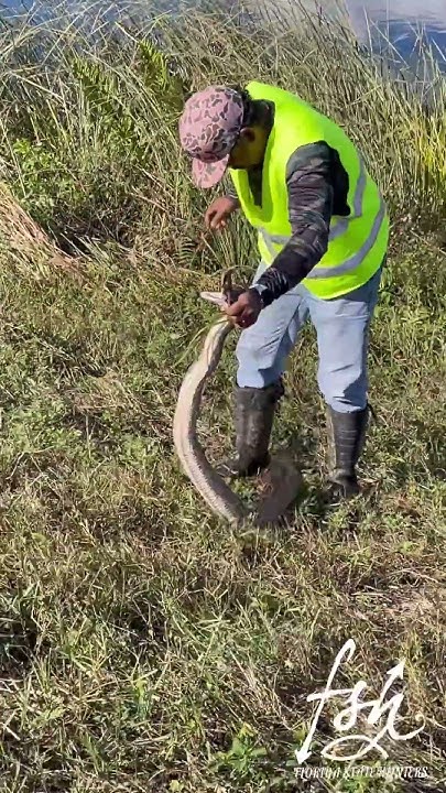 getting-pooped-on-by-a-gigantic-snake-youtube