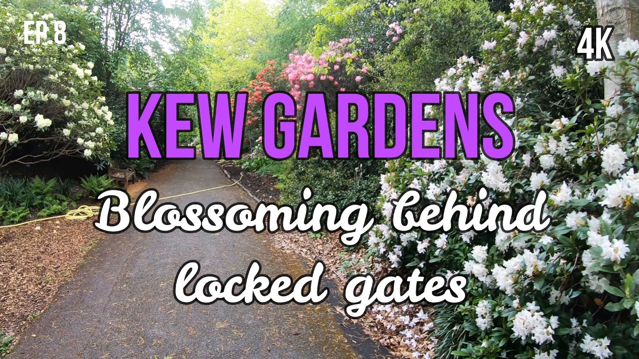 Kew Gardens - The Rhododendron Dell (Part One) 4K