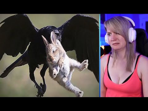 15 Merciless Crow Moments Caught on Camera Part 1 | Pets House