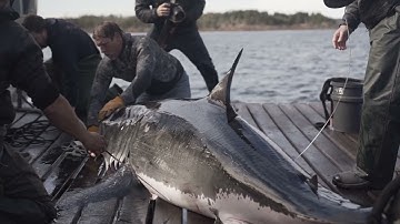 How OCEARCH Tracks Sharks Long-Term | SPOT Tags, Acoustic Tags & New Expedition Launch