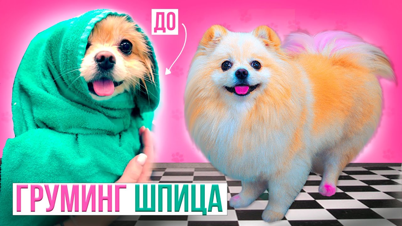 ПОСТРИГЛИ СОБАКУ в салоне Красоты | Груминг Шпица и Стрижка под мишку ...
