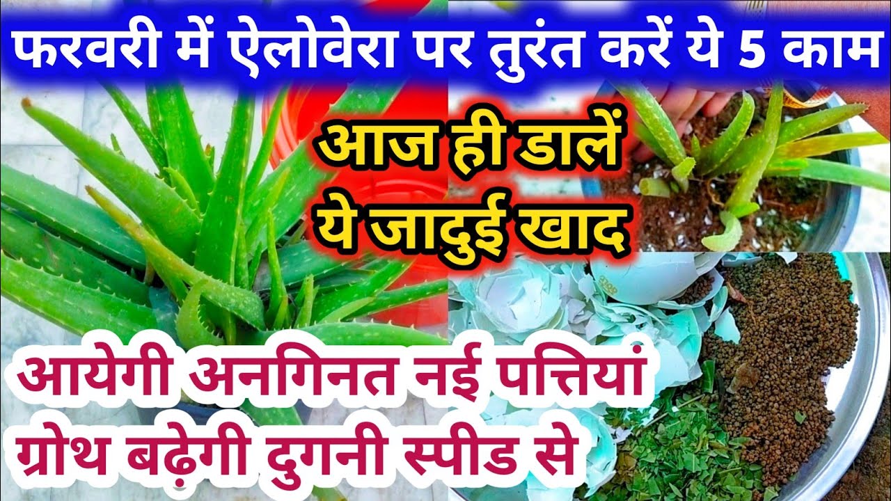 Best homemade fertilizer for Aloe vera plant.Aloe vera plant care