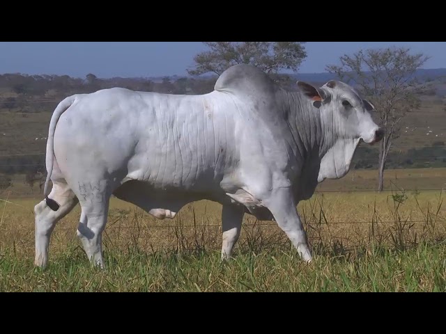 LOTE 05   HWA 3790 mp4