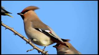 Waxwings RSPB Satholme 1st December 2012 - HD