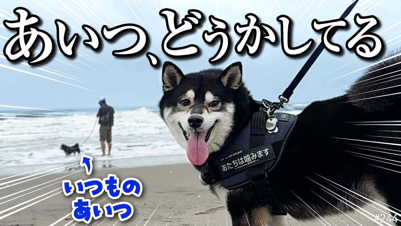 Something is wrong with my dog ​​friend at the beach. - YouTube