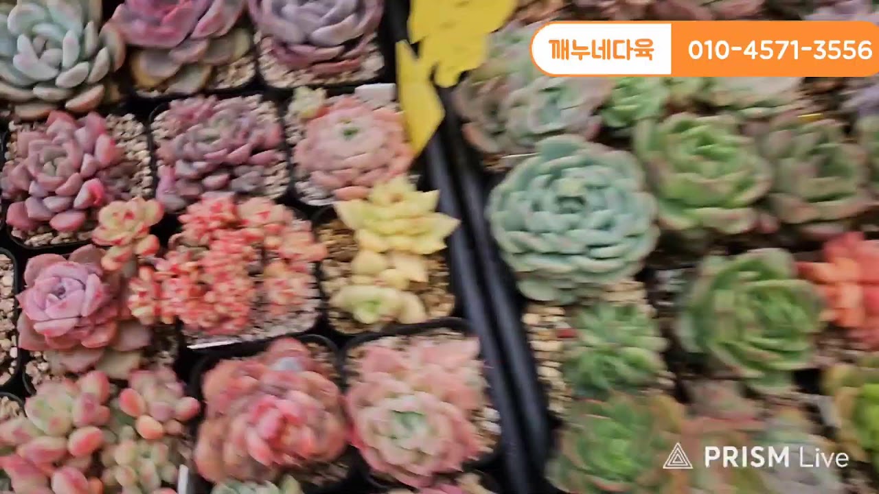 #깨누네다육  #다육  #깨누네다육  ㅍㅎㅎㅎ금요일^^ 2