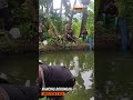 senangnya mancing borong kolam ikan #mancing