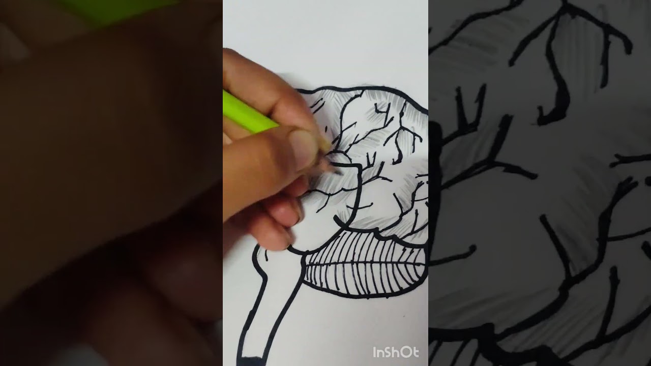 drawing of brain