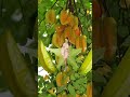 #short/#youtubeshort /#viral/#starfruit(balimbing nga eh)/#fruit/thankuTrix❤️/@emashelpinghand5729❤️