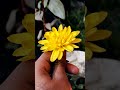 💛🥰💞😌#love ##flowers #love #song