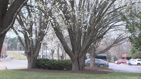The three reasons you should chop down your Bradford Pear trees
