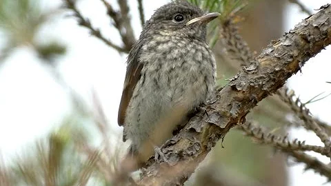 Птенцы мухоловки-пеструшки. ( Ficedula hypoleuca )