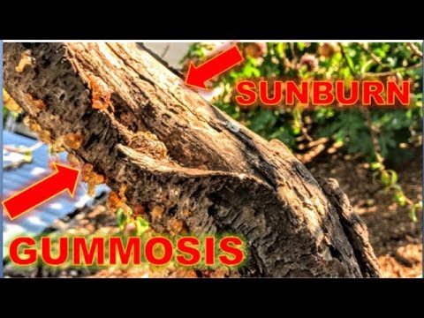 Video: Cara Mengubati Gummosis - Apa yang Menyebabkan Penyakit Gummosis Pada Tumbuhan
