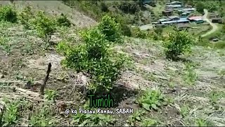 Ladang buah buahan #Tumoh #Farm #Ladang
