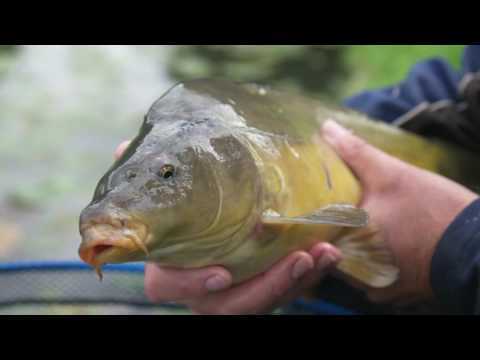 Project witvissen op kleine karper